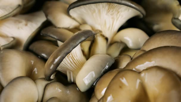 水滴落在黑色背景的牡蛎蘑菇上 — 图库视频影像