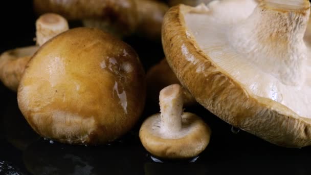 물방울은 검은색 배경에 회전하는 시타케 버섯에 떨어집니다 — 비디오