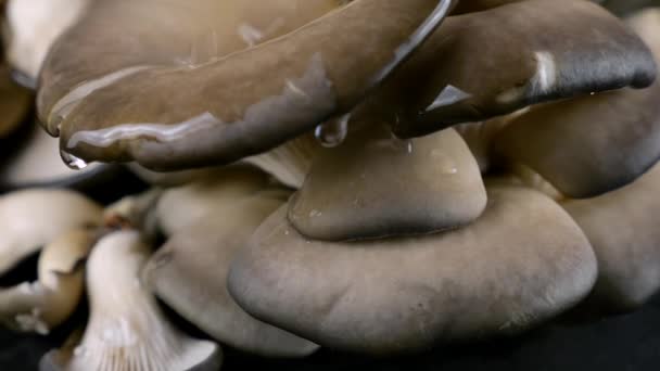 水滴落在黑色背景上旋转的牡蛎蘑菇上 — 图库视频影像