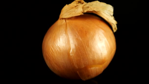 Bulb Onion Rotates Black Background — Stock Video