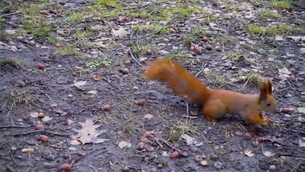 Sonbahar Parkında Kırmızı Bir Sincap Yerde Fındık Arıyor — Stok video