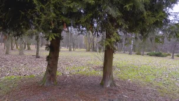 Beweging Tussen Twee Cipressen Het Herfstpark — Stockvideo