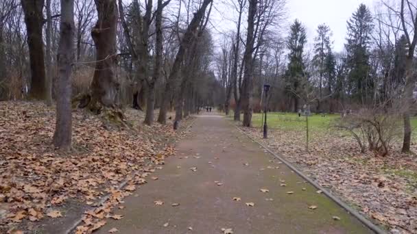 Egy Ösvény Egy Régi Őszi Parkban Mohával Borítva — Stock videók