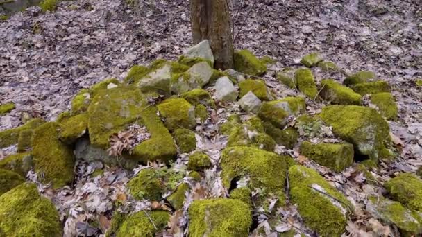 Ruins Old Stonework Covered Green Moss — Stock Video
