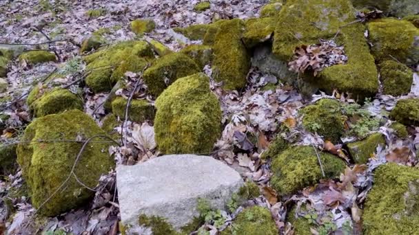Ruiny Starych Kamieni Pokrytych Zielonym Mchem — Wideo stockowe