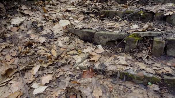 Las Ruinas Una Antigua Escalera Piedra Cubierta Musgo Parque Otoño — Vídeos de Stock
