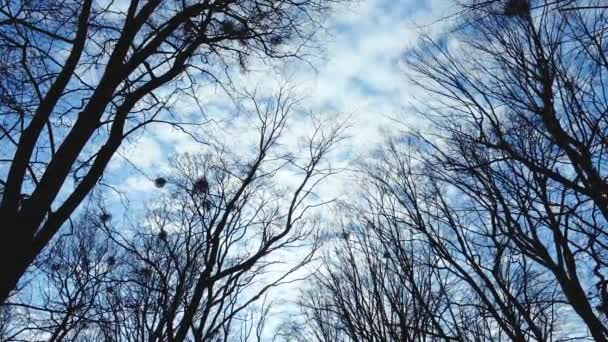 Vista Inferior Las Nubes Cielo Azul Través Ramas Árboles Desnudos — Vídeo de stock