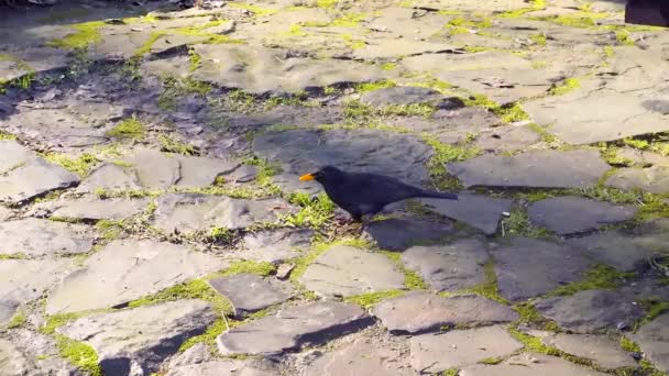 Ein Amselmännchen Auf Einer Steinplatte Einem Park Frühling — Stockvideo