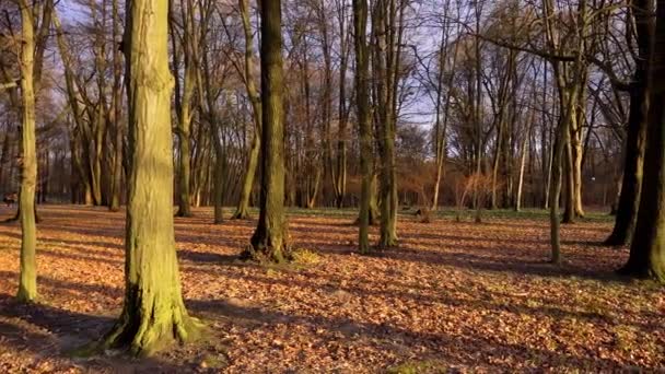 Drzewa Jesiennym Parku Promieniach Zachodzącego Słońca — Wideo stockowe