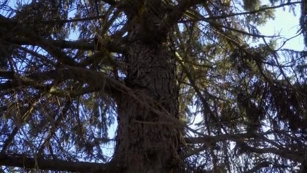 在阳光明媚的日子里 云杉树干和枝条在天空中的映衬 — 图库视频影像