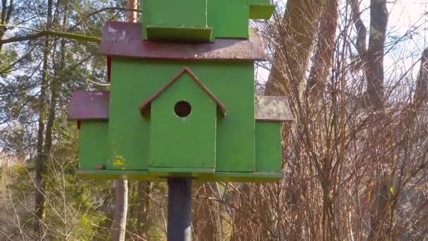 Grupo Casas Pássaros Madeira Parque Outono — Vídeo de Stock