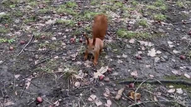 秋の公園の赤いリスが地面にナッツを探しています — ストック動画