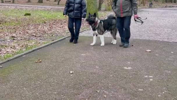 Perro Akita Americano Camina Por Sendero Parque — Vídeo de stock