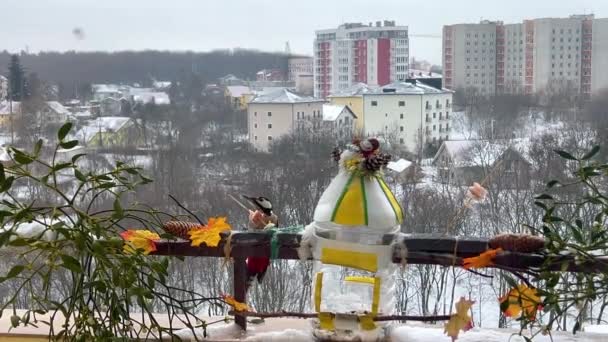 ウッドペッカーは冬の風景の背景にベーコンとサロンを食べる — ストック動画