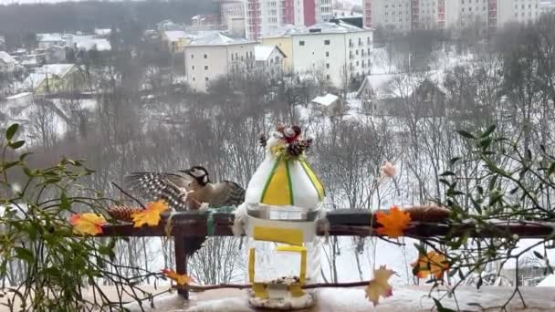 Woodpecker Eats Piece Bacon Salo Backdrop Winter Landscape — Stock Video
