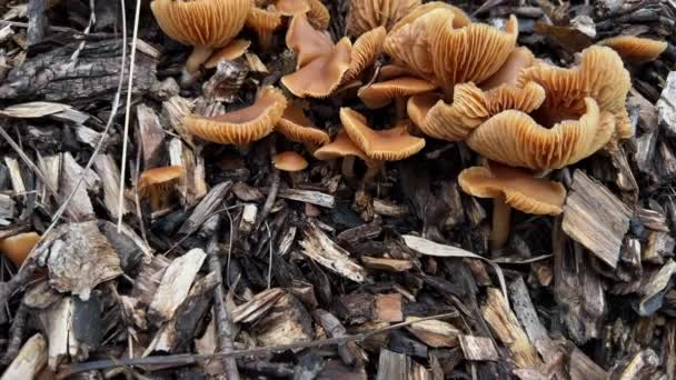 Brown Mushroom Tubaria Furfuracea Scurfy Twiglet Grow Wood Chips Tree — Stock Video