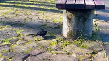 Erkek bir karatavuk İlkbaharda parktaki taş bir fayansta.