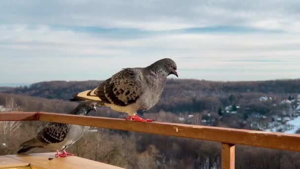 Dwa Gołębie Siedzą Balkonie Tle Zimowego Lasu Nieba — Wideo stockowe