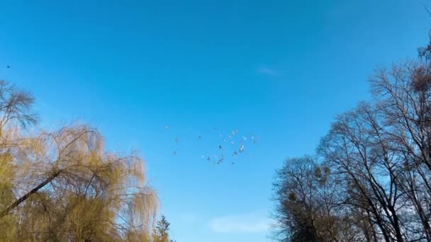 Een Zwerm Duiven Vliegt Cirkels Tegen Blauwe Lucht — Stockvideo