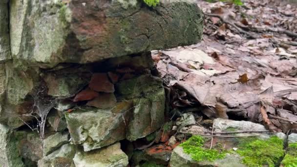 Die Ruinen Einer Alten Steintreppe Mit Moos Bedeckt Einem Herbstlichen — Stockvideo