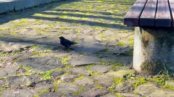 春の公園の石のタイルに男性共通の黒鳥 — ストック動画