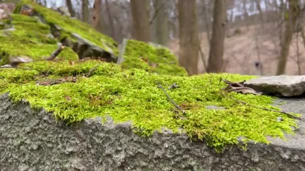 Las Ruinas Una Antigua Escalera Piedra Cubierta Musgo Parque Otoño — Vídeos de Stock