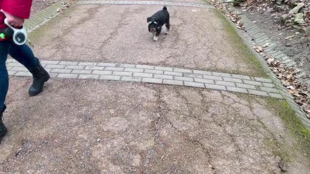 Miniatuur Schnauzer Hond Wandelt Langs Het Pad Van Een Herfstpark — Stockvideo