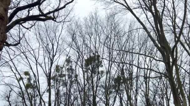 Венцы Высоких Деревьев Движутся Ветру Фоне Неба Облаков Зимой — стоковое видео