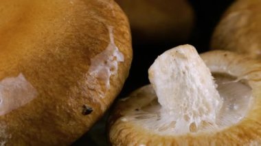 Siyah arka planda dönen bir shiitake mantarının üzerine bir damla su düşer..