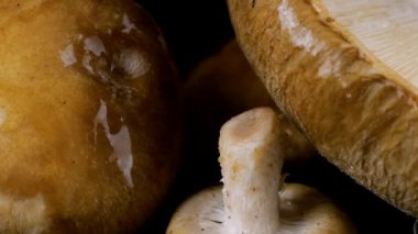 Siyah arka planda dönen bir shiitake mantarının üzerine bir damla su düşer..