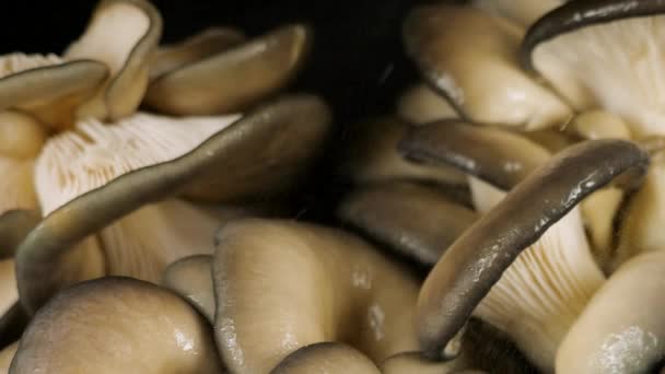 水花落在黑色背景上的牡蛎蘑菇上 — 图库视频影像