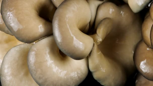 Des Gouttes Eau Tombent Sur Champignon Huître Sur Fond Noir — Video