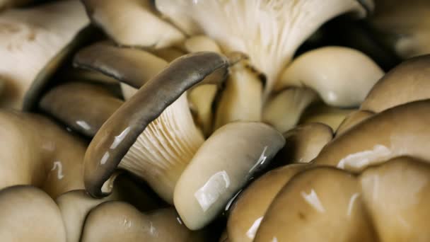 Des Gouttes Eau Tombent Sur Champignon Huître Sur Fond Noir — Video