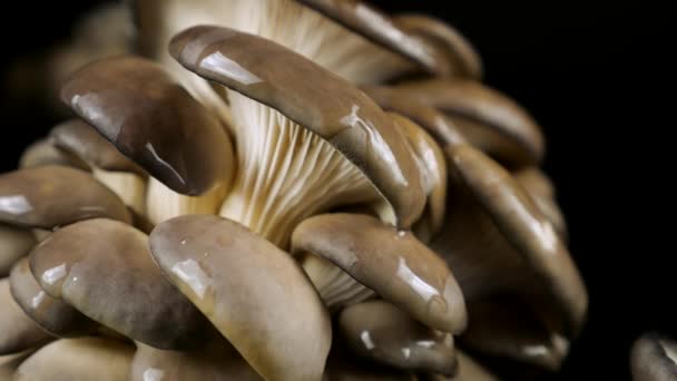 Des Gouttes Eau Tombent Sur Champignon Huître Sur Fond Noir — Video