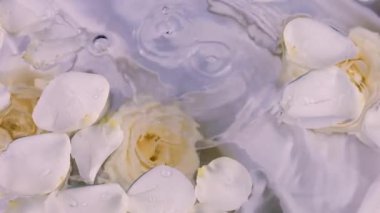 Su damlaları suyun yüzeyine süzülen beyaz gül yapraklarıyla su altında gül çiçeklerinin arka planına düşer. Leylak tonunda kompozisyon.