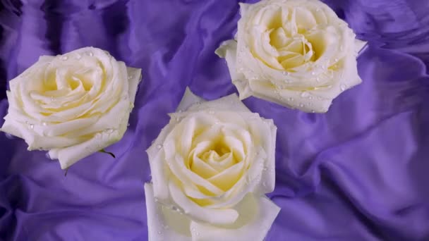 Bílé Květy Růží Vznášejí Vodě Tmavém Purpurovém Hedvábí Pozadí Vlnky — Stock video