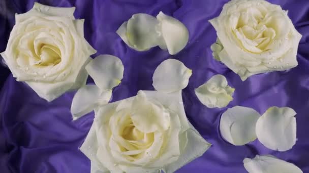 Rosenblätter Fallen Auf Weiße Rosenblüten Die Auf Dunkelviolettem Seidengrund Wasser — Stockvideo
