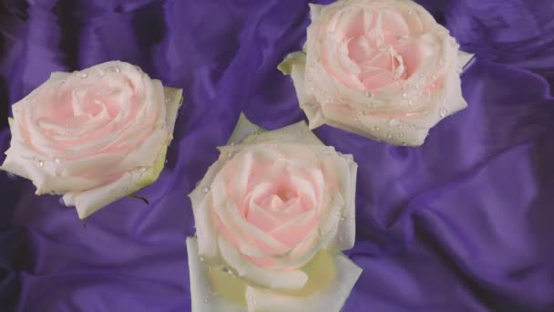 Χλωμά Ροζ Τριαντάφυλλο Λουλούδια Επιπλέουν Στο Νερό Ένα Σκούρο Μωβ — Αρχείο Βίντεο