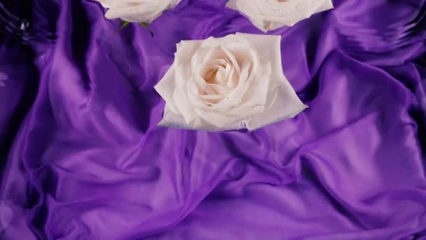Flores Rosa Blanca Flotan Agua Sobre Fondo Seda Púrpura Oscuro — Vídeos de Stock