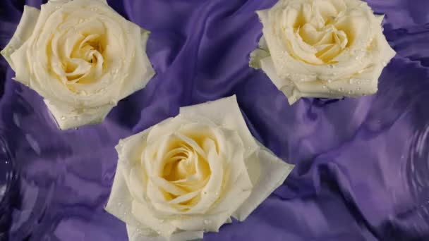 Белые Цветы Розы Плавают Воде Темно Фиолетовом Фоне Рябь Поверхности — стоковое видео