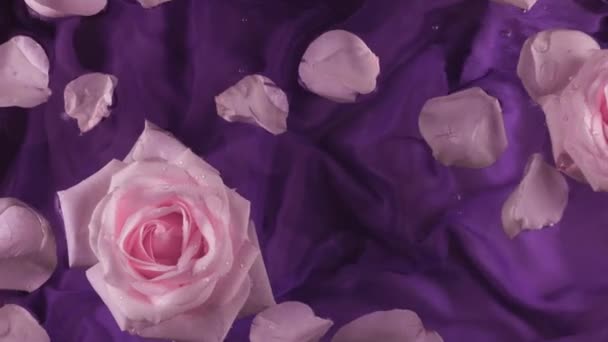 Florile Petalele Trandafiri Roz Plutesc Apă Fundal Violet Închis Scurge — Videoclip de stoc