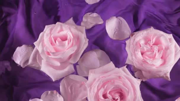 Kwiaty Płatki Różowych Róż Pływają Wodzie Ciemnym Fioletowym Tle Jedwabiu — Wideo stockowe