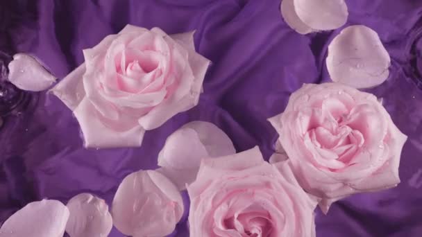 Flores Pétalas Rosas Rosa Flutuam Água Fundo Roxo Escuro Ondulam — Vídeo de Stock