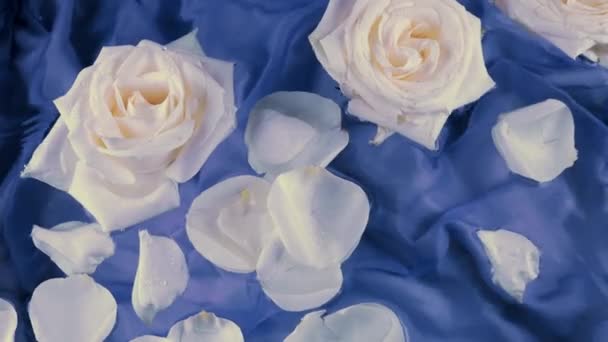 Kwiaty Płatki Białych Róż Unoszą Się Wodzie Ciemnoniebieskim Tle Jedwabiu — Wideo stockowe