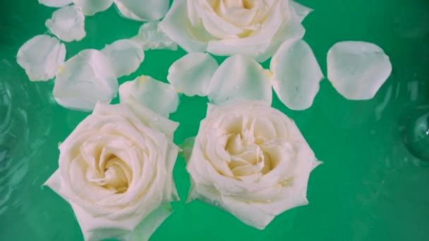 Kwiaty Płatki Białych Róż Unoszą Się Wodzie Zielonym Tle Falują — Wideo stockowe