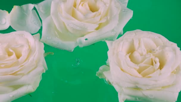 Bunga Dan Kelopak Mawar Putih Mengapung Air Dengan Latar Belakang — Stok Video