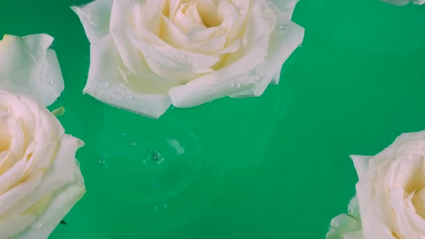 白いバラの花と花びらは緑の背景に水に浮かんでいる バラと水面に水滴を落とす — ストック動画
