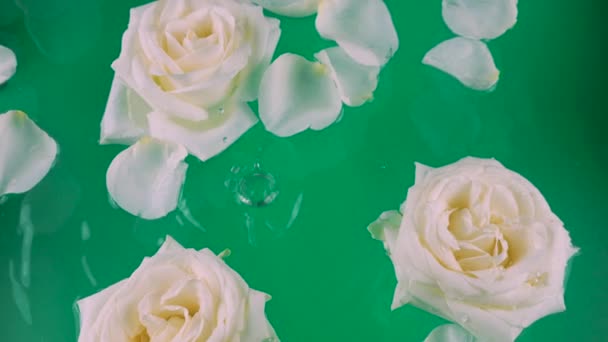 Kwiaty Płatki Białych Róż Pływają Wodzie Zielonym Tle Krople Wody — Wideo stockowe