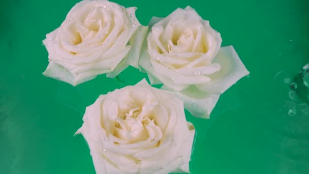 Bílé Květy Růží Vznášejí Vodě Zeleném Pozadí Vlní Hladině — Stock video