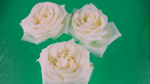 白玫瑰的花朵漂浮在水面上 背景是绿色的 水面是波纹的 — 图库视频影像